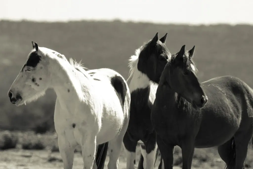 Adorable Miniature Horse Stands Up for His Friends in Houston: Meet Mr. Munchie