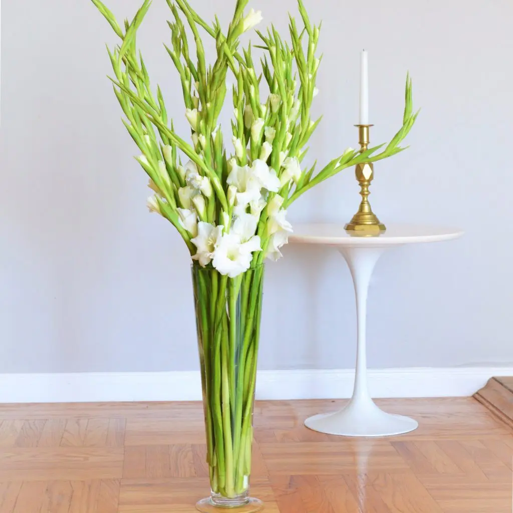 Gladiolus can grow up to four feet tall and create a classic and elegant look at a funeral service.