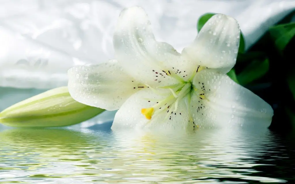 Lilies represent the innocence of the soul of the person who has passed at a funeral.