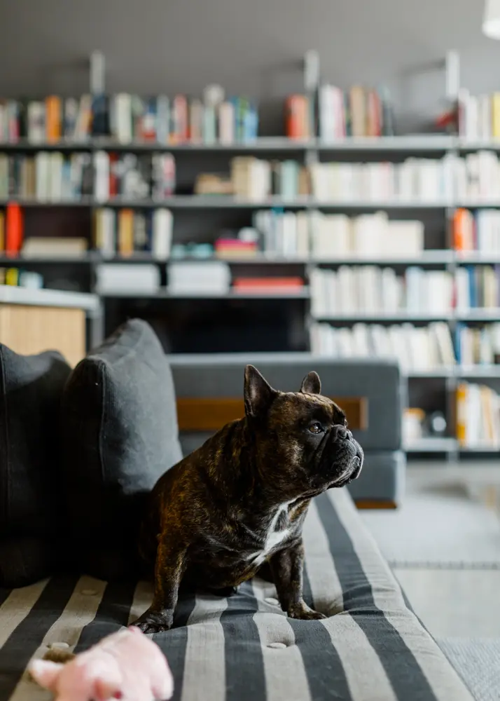 Mid-century daybed from Reeves Antiques is a favorite spot for Hubert. “French bulldogs are a particular breed, Middleton says. “Their AKC motto is ‘A clown in a cloak of a philosopher,’ which certainly seems to fit.”