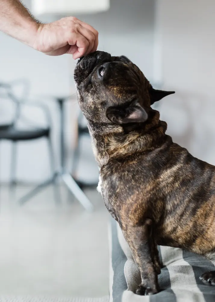 Hubert gets a treat. In the distance, table by Ronan & Erwan Bouroullec for Magis, and a pair of Philippe Starck Masters chairs for Kartell. 
