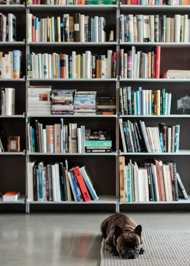 Custom bookcases by Modern Shelving (21 feet in length, eight feet high) hold a working library of 3,000 books. French bulldog Hubert takes a nap.