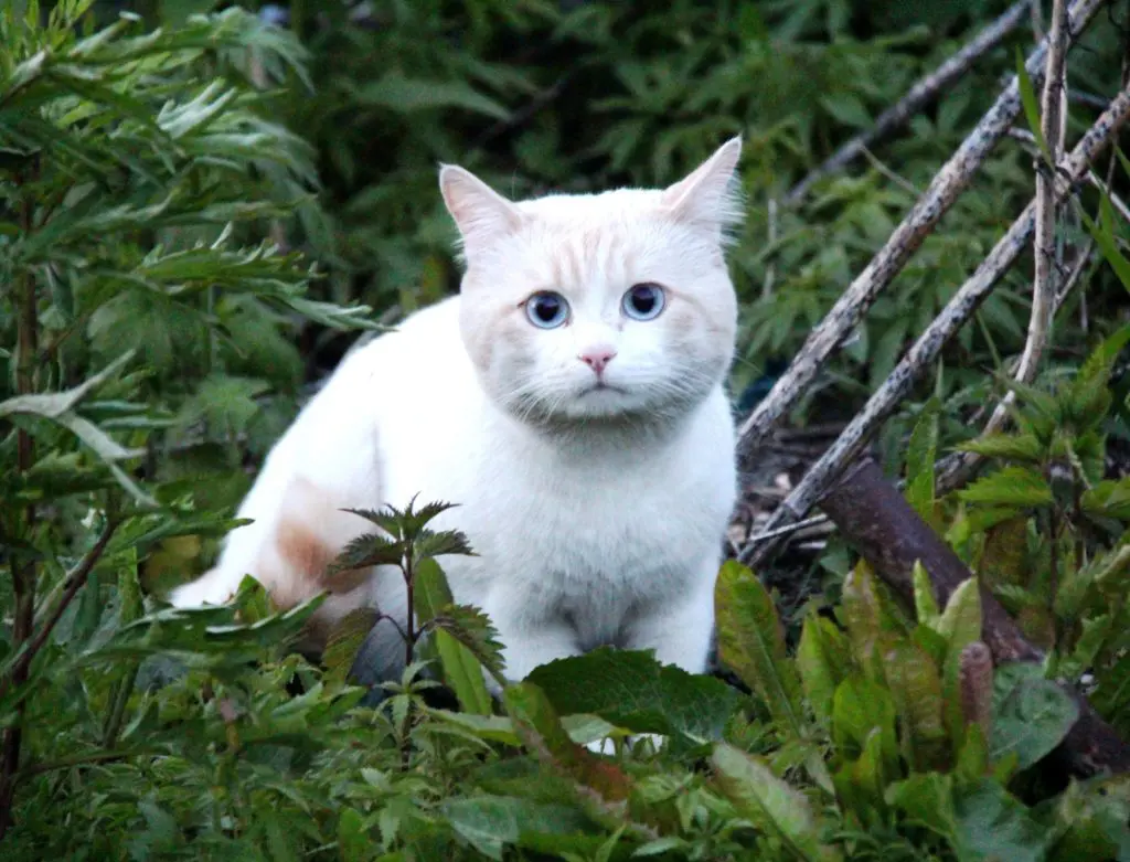 The Loss of a Pet and the Need to Grieve: Ways to Help Your Friend Recover from the Death of a Furry Loved One