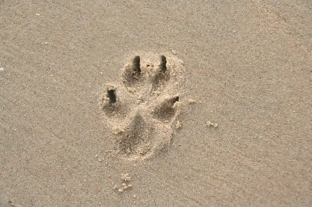 The pain of losing a pet doesn't just go away. Help your friend remember the happy time.