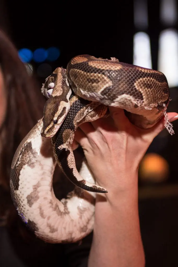 Houston Museum of Natural Science gala 