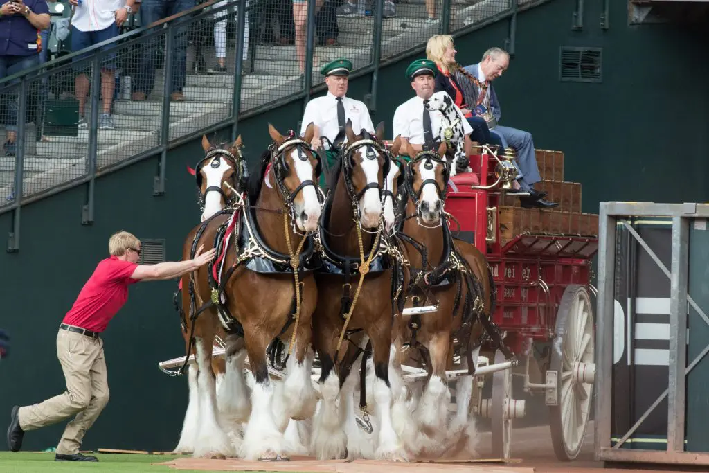 The Clydesdale horses added a bit of showmanship to the Astros home opener. And Jim Crane and his wife Wendy Wheeler took a ride on the iconic transport.