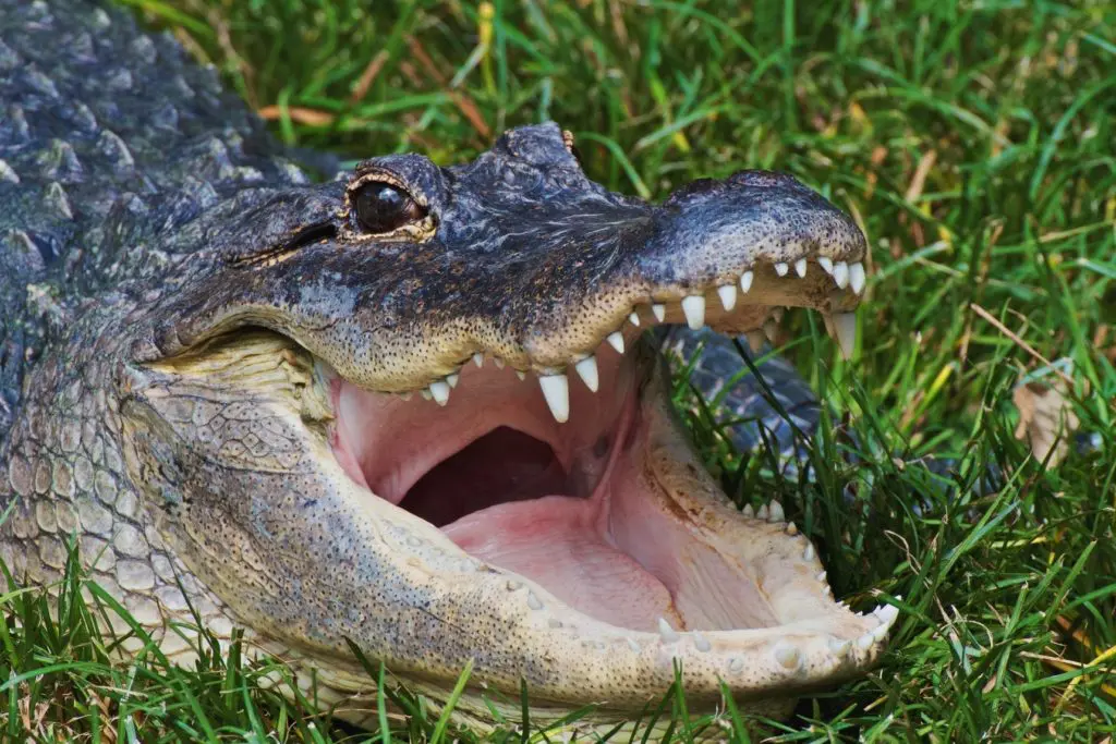 Hero Cowboy Catches Giant Dinosaur Alligator Blocking Traffic Near a Whataburger: Only in Texas
