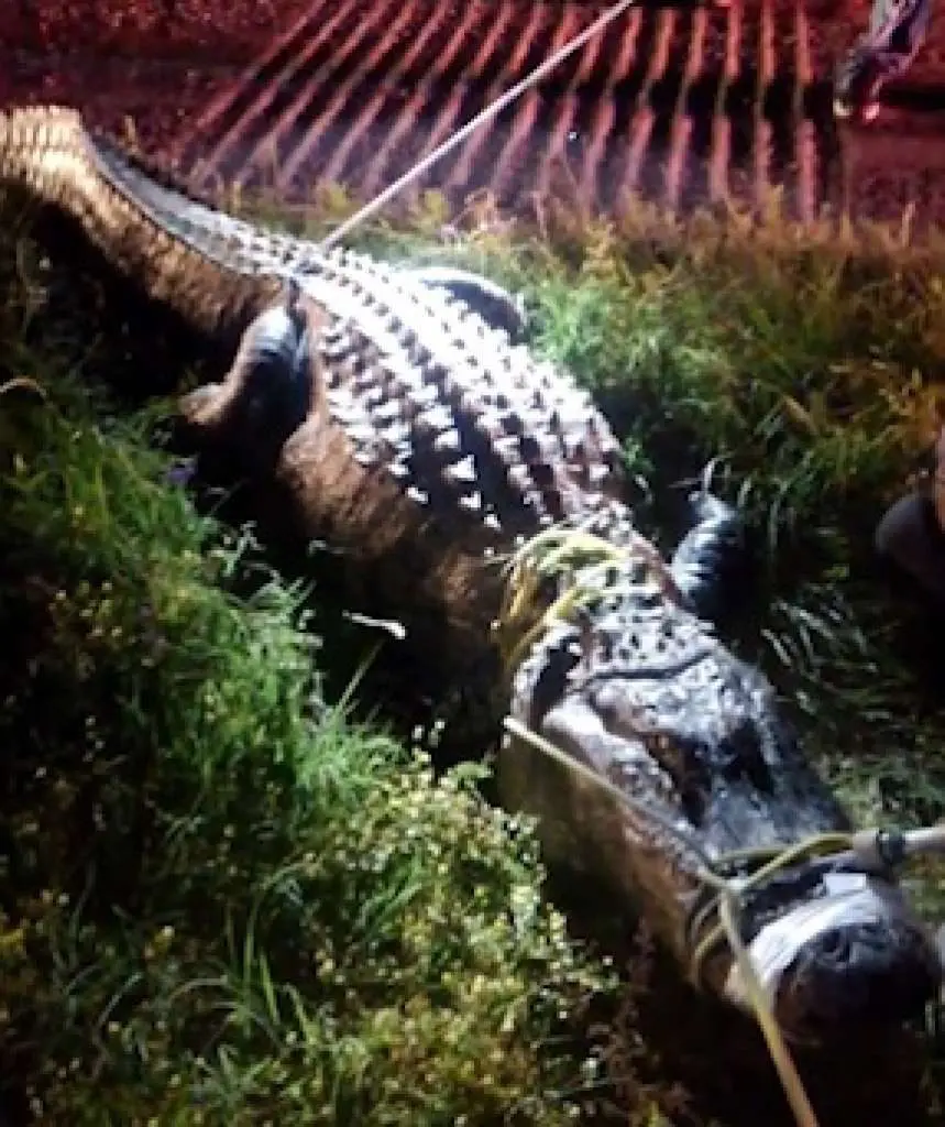 Shortly after midnight Sunday, a massive alligator was seen trying to cross US 59 in Cleveland. 