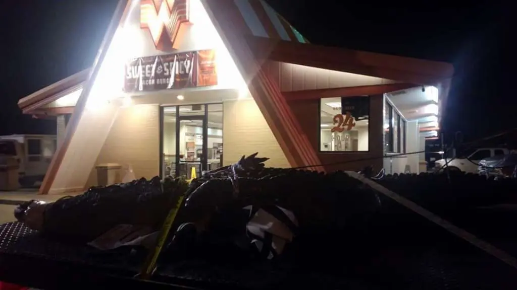 Chance Ward joked you'd only see an alligator and a Whataburger in the same photo in the state of Texas. (All photos by Chance Ward.)