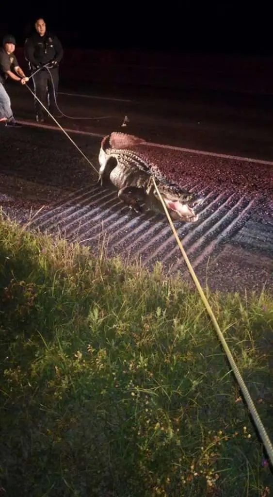 The alligator was clipped by an 18-wheeler as it tried to cross southbound traffic. 