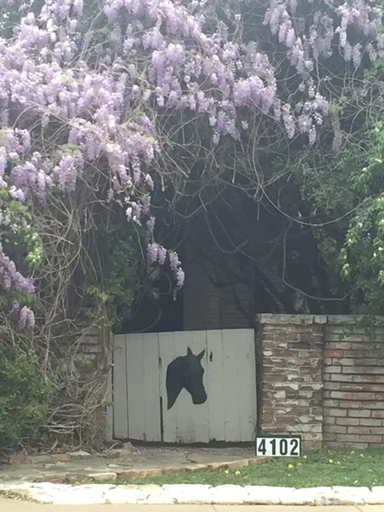 Dilbeck-designed house on the corner of University Blvd. and Preston Rd. This photo was snapped in March 2018, shortly before the wisteria was removed along with the charming gate. Photo Rebecca Sherman