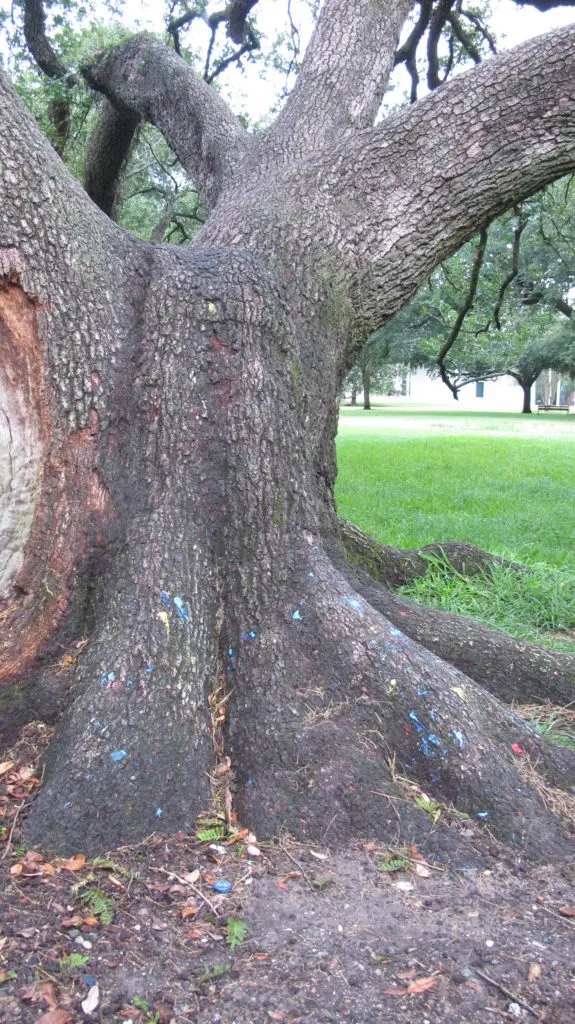 Menil oak tree