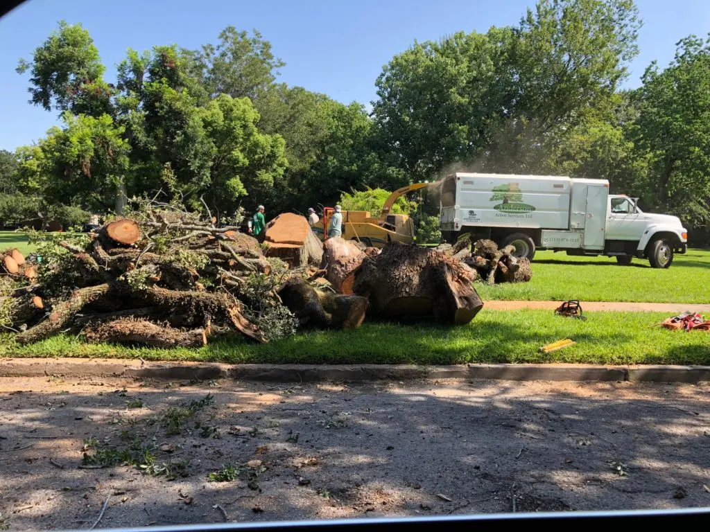 Fans of the majestic 150-year-old oak in Menil Park were devastated to learn that it was cut down.