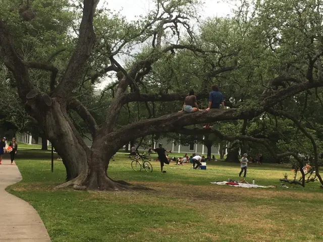 Menil oak tree