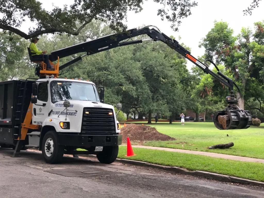 Menil oak tree