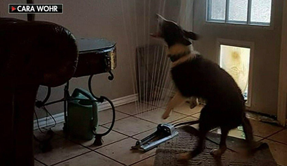 The only thing better than a sprinkler outside is a sprinkler inside--@SallyMaxFox26