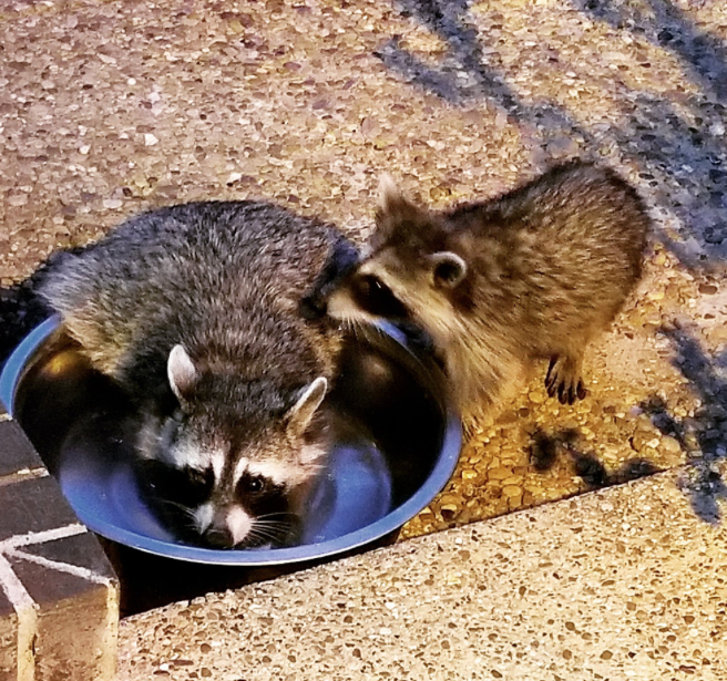 These raccoons are feeling the dog days of summer--@meda360