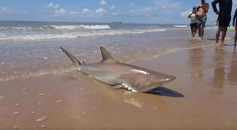 The Texas shark catching was captured by beach goer Ayon Dasgupta on video. 
