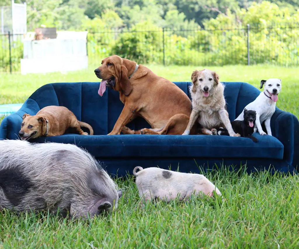 The Eicher family practically have a farm of rescued animals. They even hope to someday open up a sanctuary. 