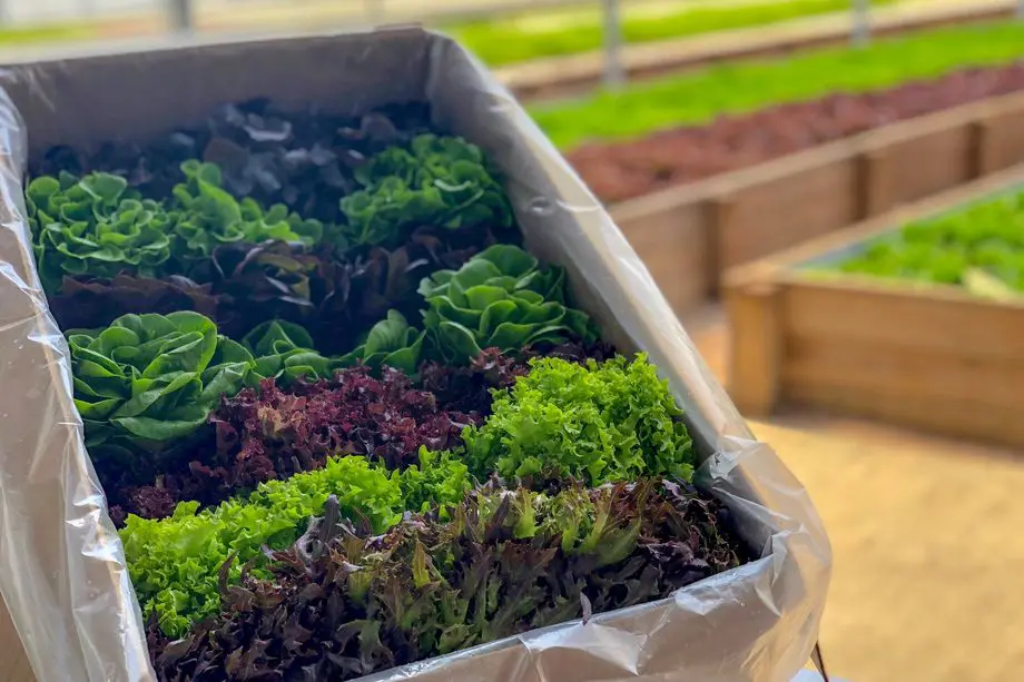 Elevated salad bar SaladHead's all about locally sourced, sustainable ingredients. 