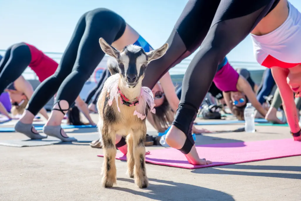 Goat yoga is shaking things up in the Hill Country Galleria.