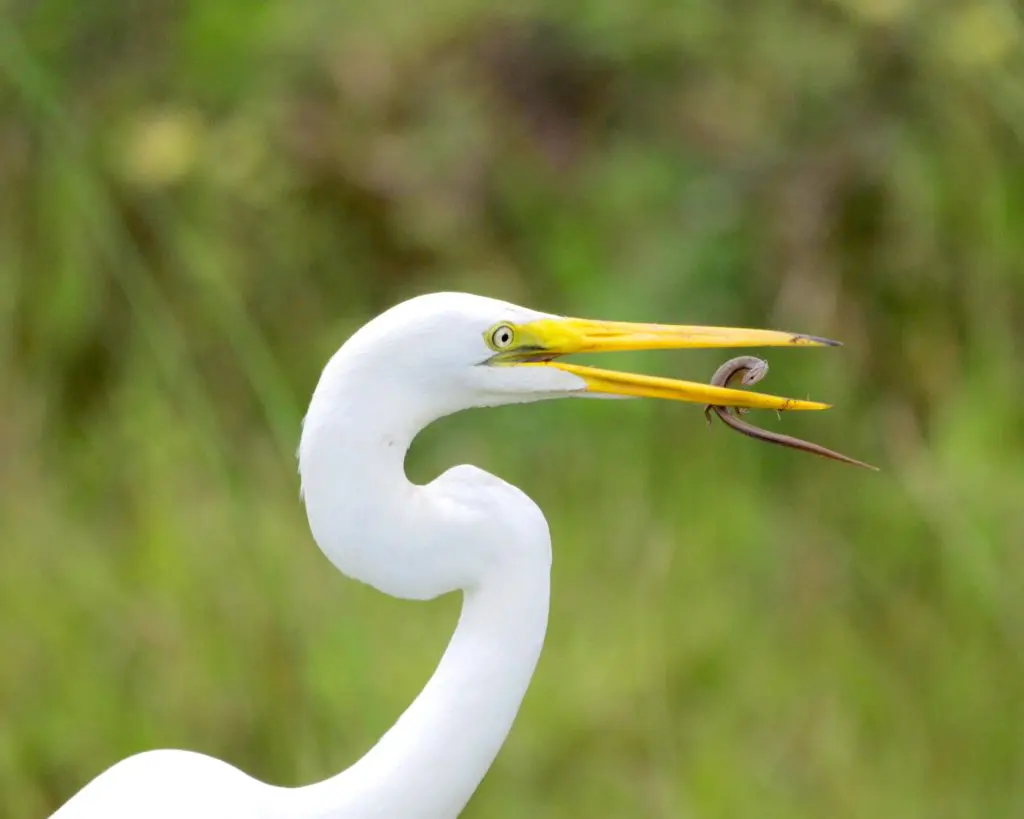 Christine Snitkin's "Great Egret with Breakfast," 2018 (Summer Street, Studio 101)