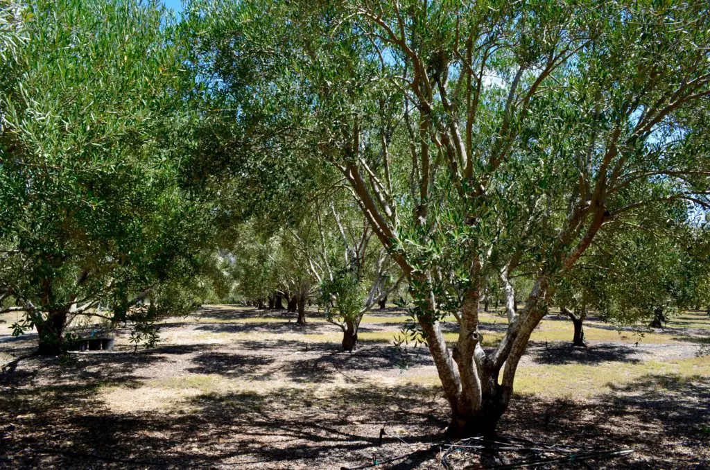 The ranch currently has more than 1000 trees. 