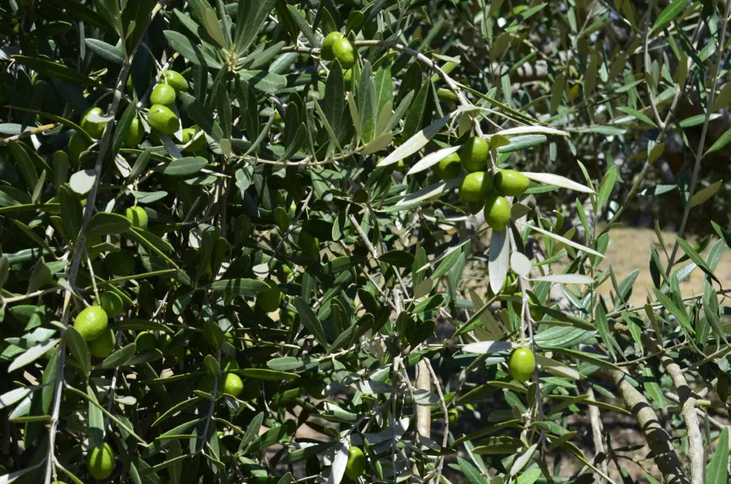 Bella Vista grows more than 15 varieties of olive trees. 