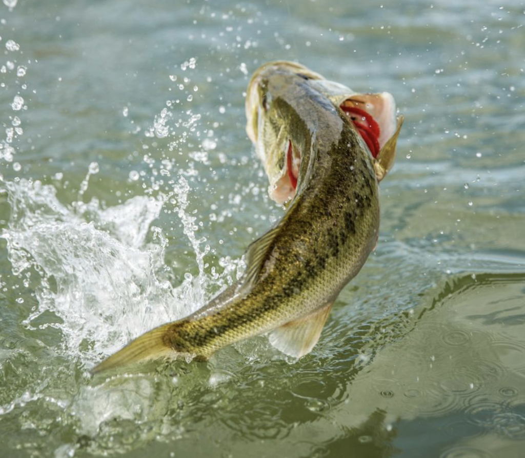 It's a prolific fishery. 