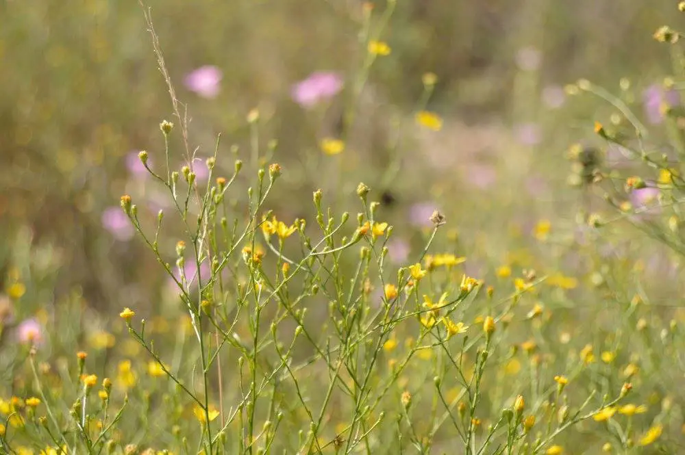 Get out of the city at the Oak Cliff Nature Preserve. 