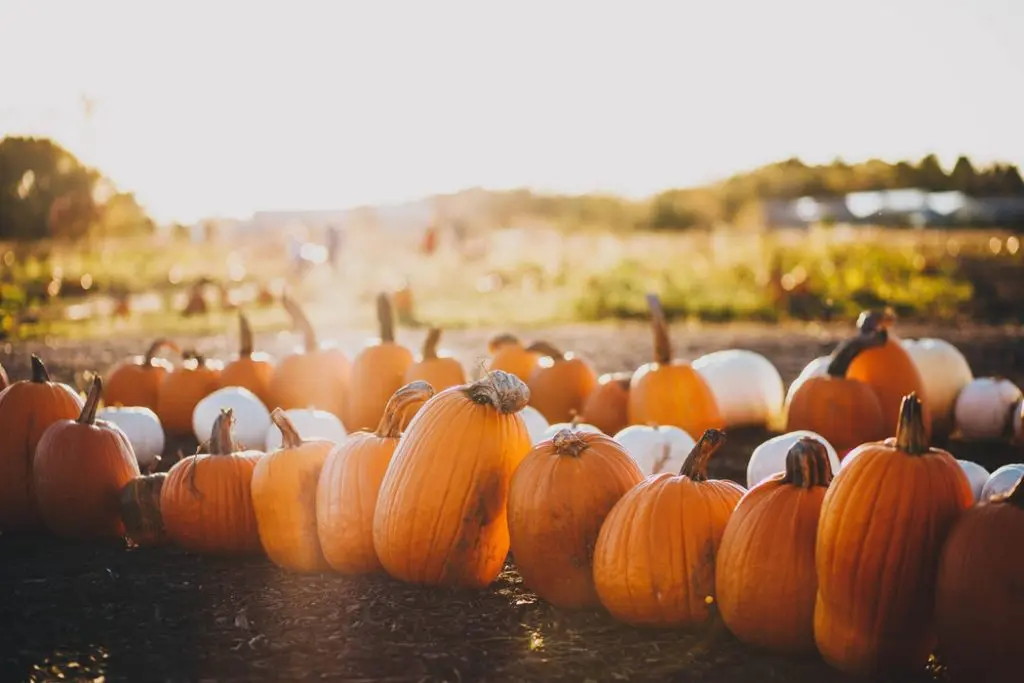 Dallas’ Best Fall Activities — Things to Do to Get Into Texas’ Great Weather Season: Autumn’s Much More Than Just Pumpkin Spice
