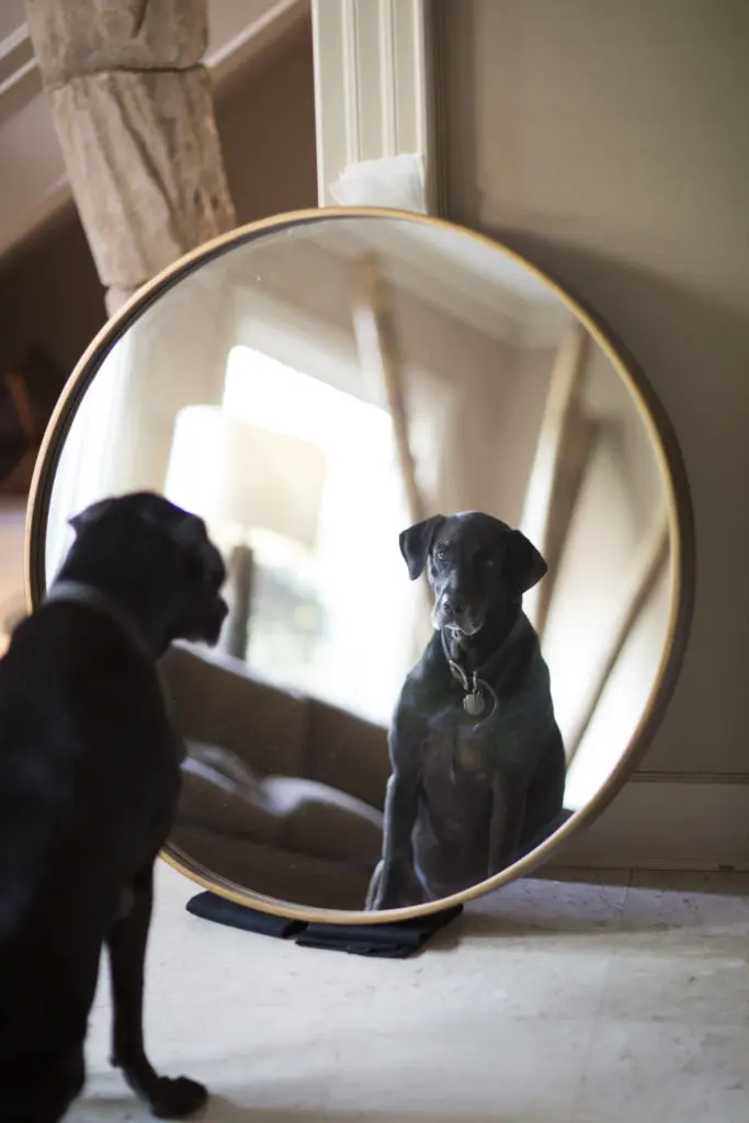 Barden's beloved dog Monk reflects in a Munson Mirror. Photo by Jenny Antill Clifton.