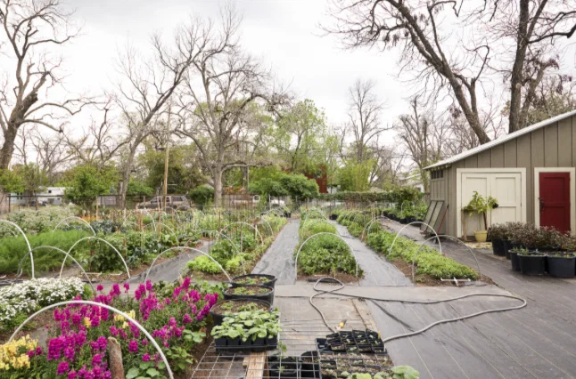 Live out your homesteading dreams with this magnificent garden at Urban Farm in Central East Austin. 