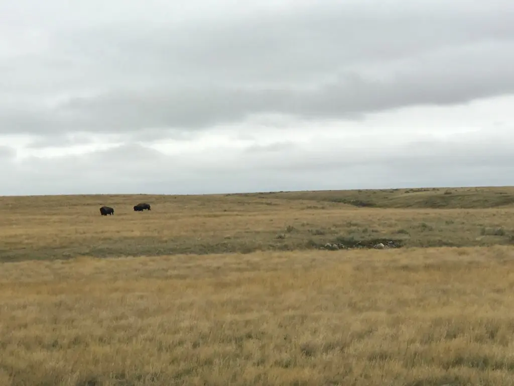 Protected bison graze in Grasslands National Park.