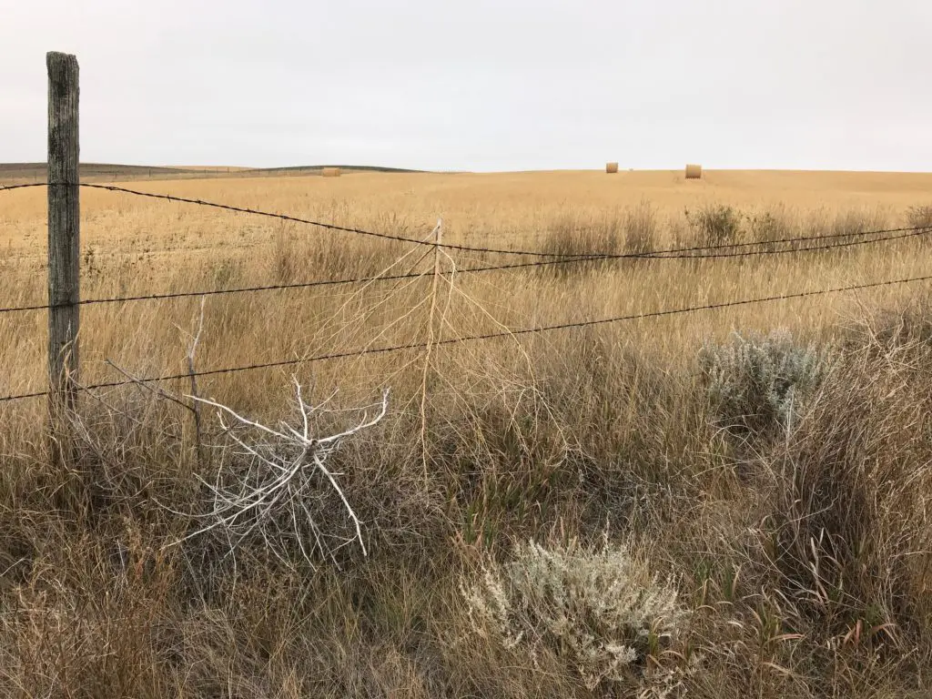 Tumbleweeds on the fence line reminded us of West Texas.
