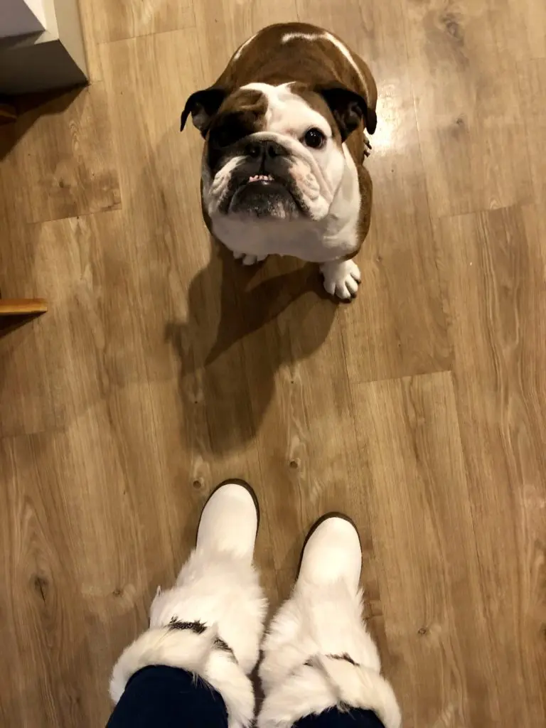 Hillery's Aspen ready boots.