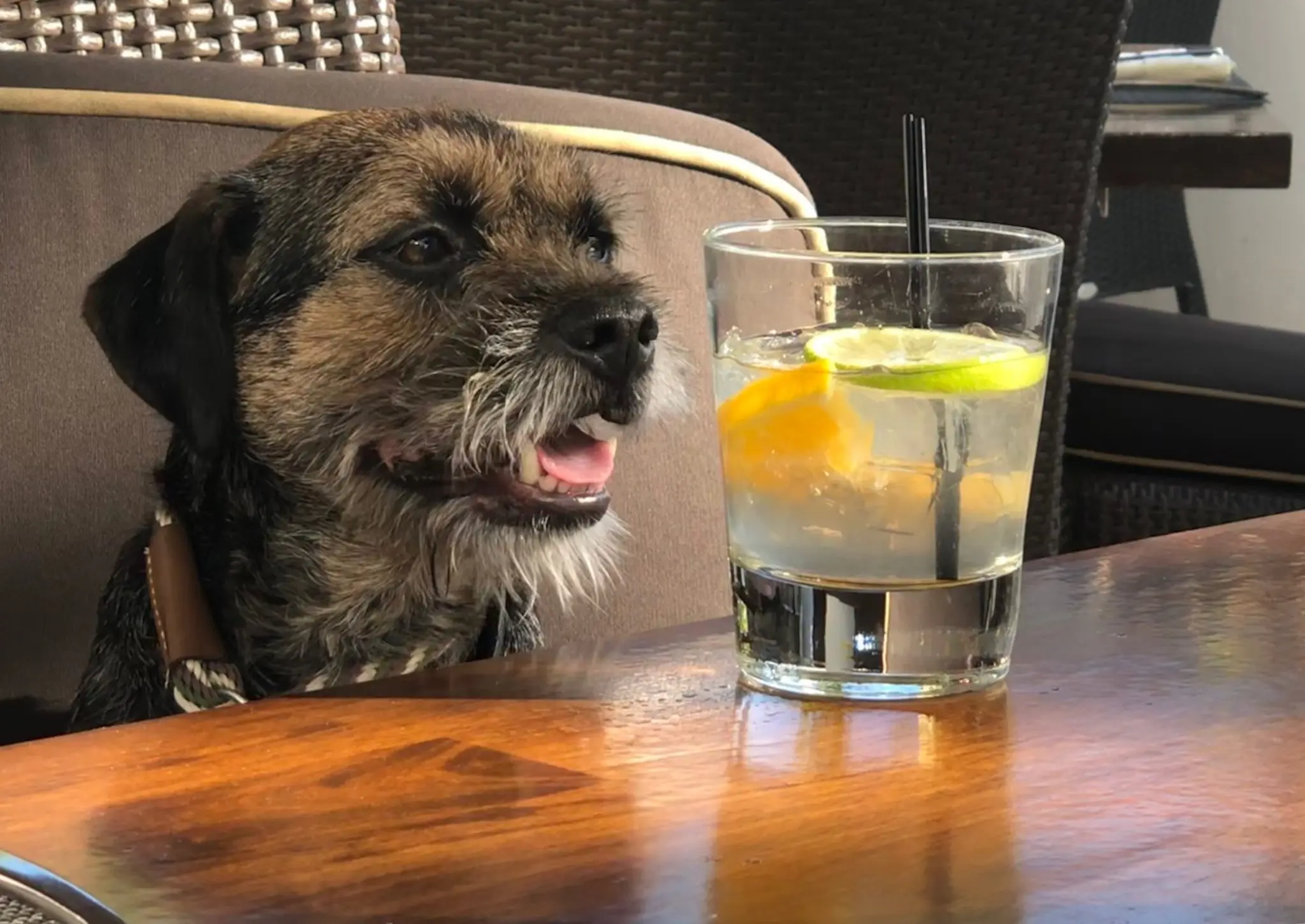 2018 Official Collecting Canine Jamerson