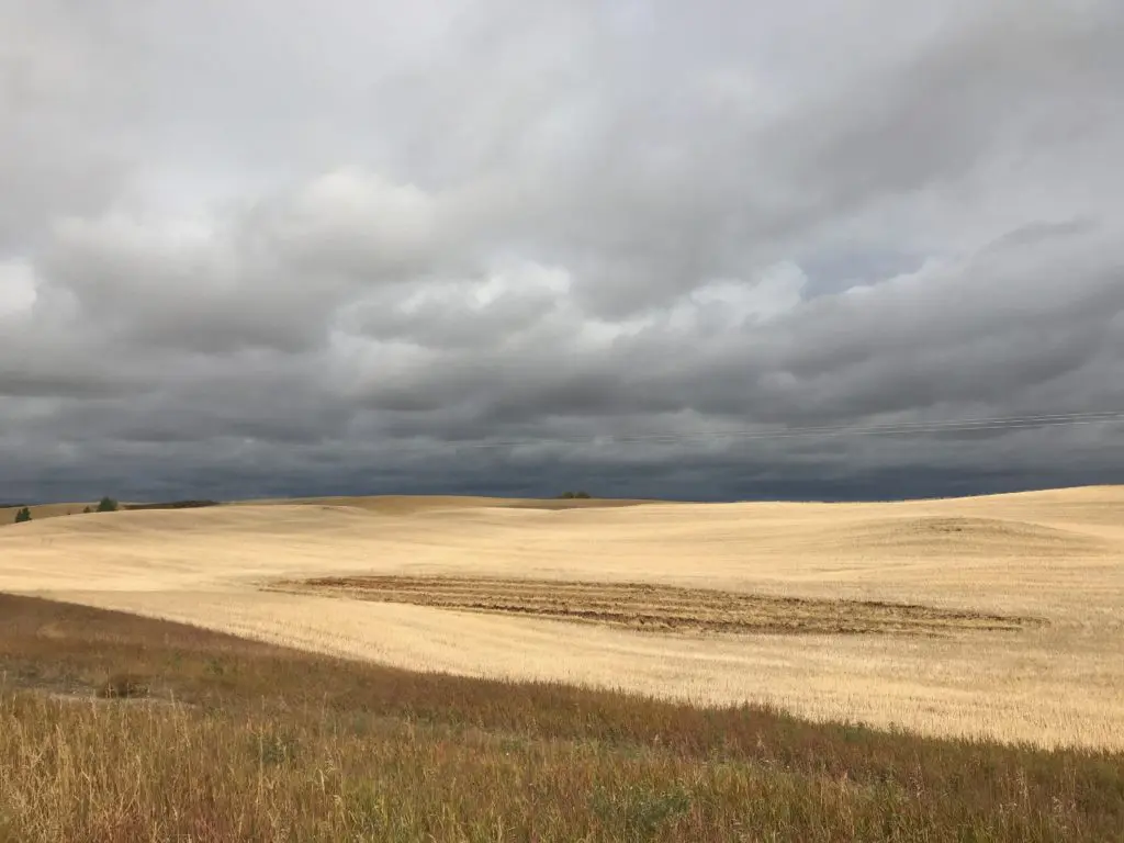 Amber waves of grain: a swath of Saskatchewan prairie. (Photo by Mary Margaret Hansen)