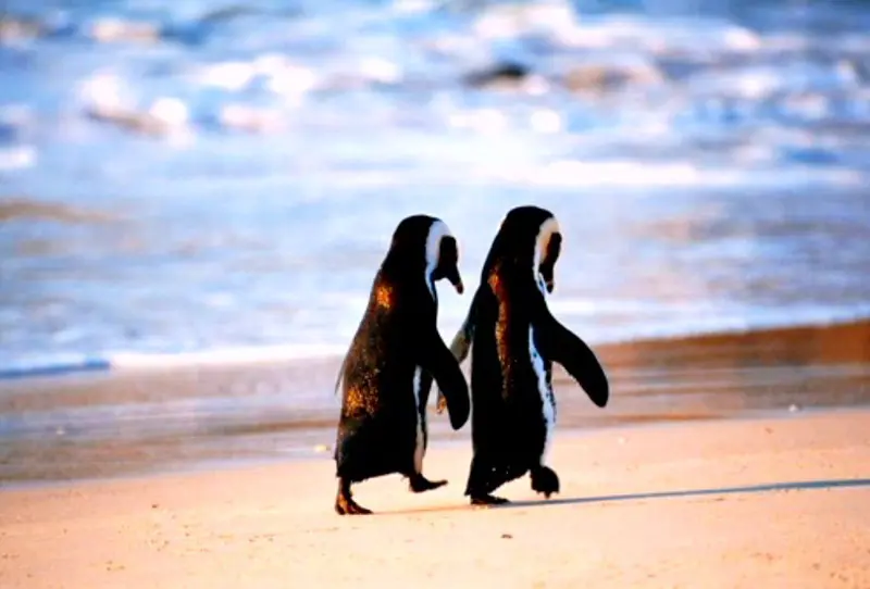 Penguins