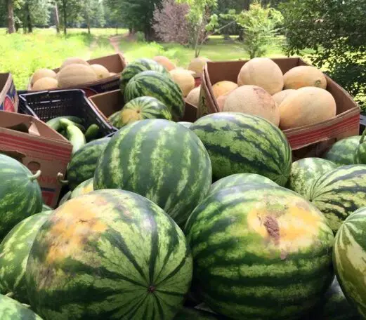 Local restaurants love the watermelons for juice. 