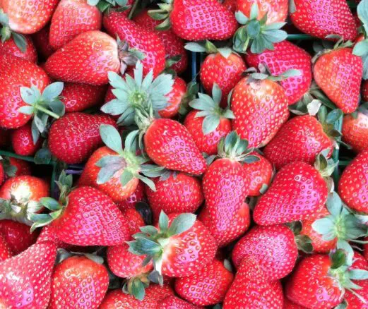 You can pick your own ripe strawberries at Atkinson Farms. 