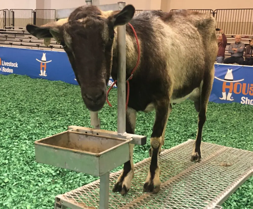 S'mores was the winning goat. 