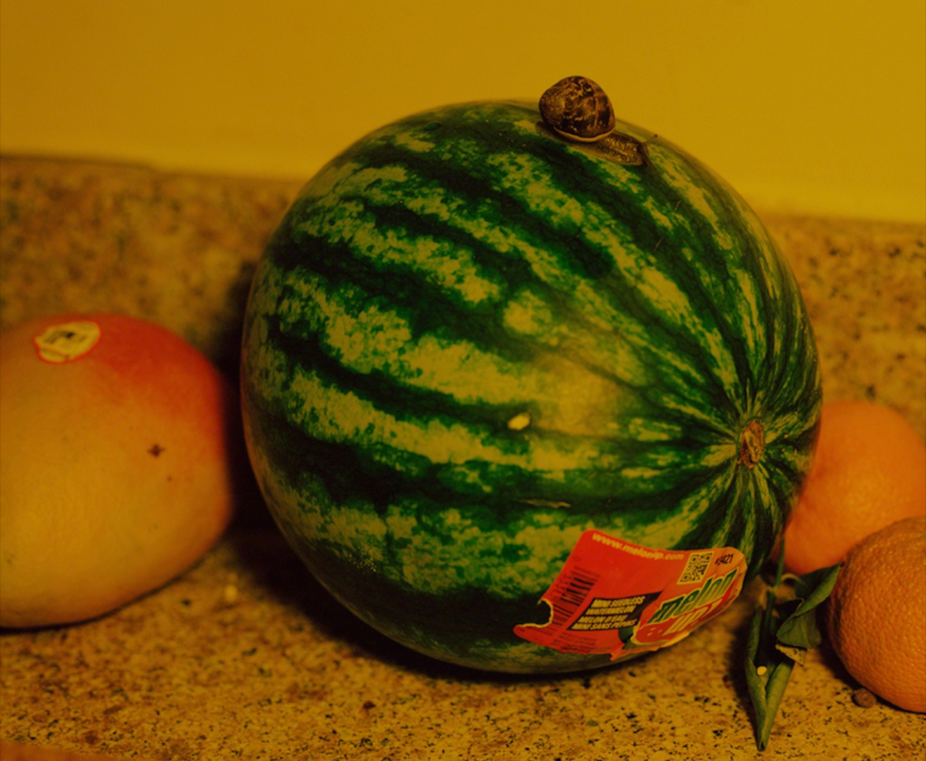 Damien Maloney's "Snail and Melon," 2017. Estimated value $800.