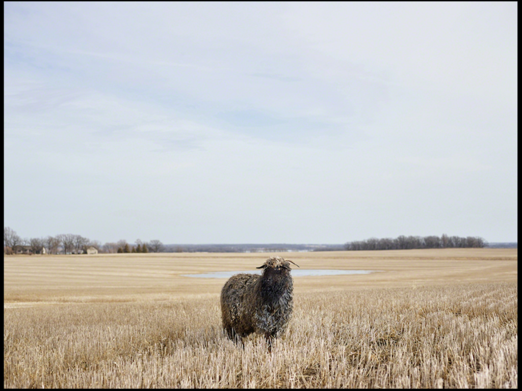 R.J. Kern's "Curly," 2015. Estimated value $1,100.