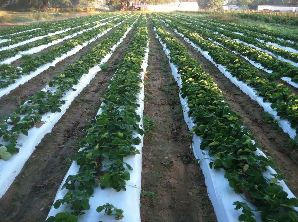 Third generation farmer Mike Atkinson and his son Bobby grow greens in the fall. 