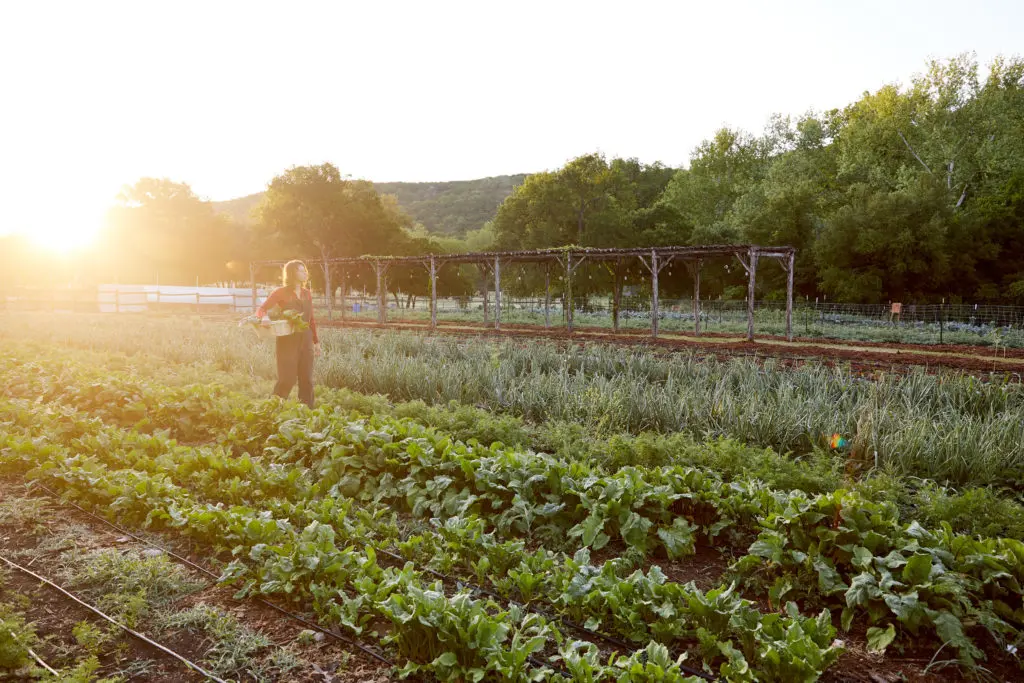 Tours of the sustainable Cypress Creek Farm introduce guests to another aspect of Miraval Austin. (Miraval Austin Photo)