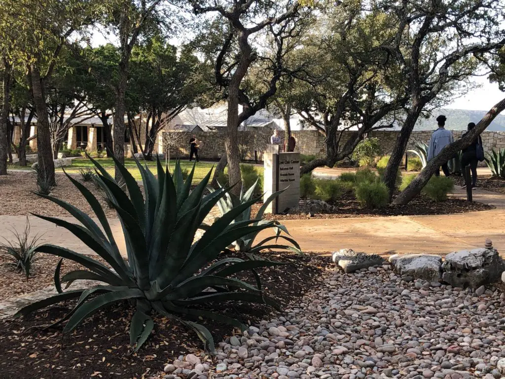 Hill Country plants proliferate across the Miraval Austin grounds. (Photo by Shelby Hodge)