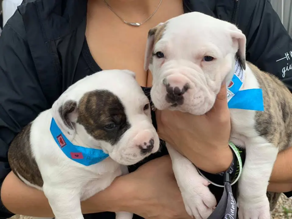 Pups from a Rescued Pets Movement event February 2019.