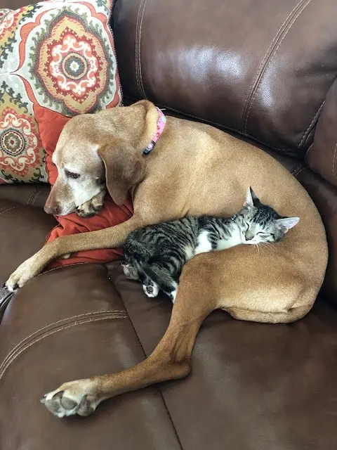 RPM rescues cats as well! Pictured: a dog and a cat living together. Not pictured: mass hysteria.