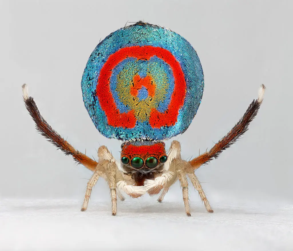 Maria Fernanda Cardoso's "Whole body shot of male peacock spider, Maratus splendans #15, 1 Sep 2014, Rehead Lagoon," at Sicardi | Ayers | Bacino